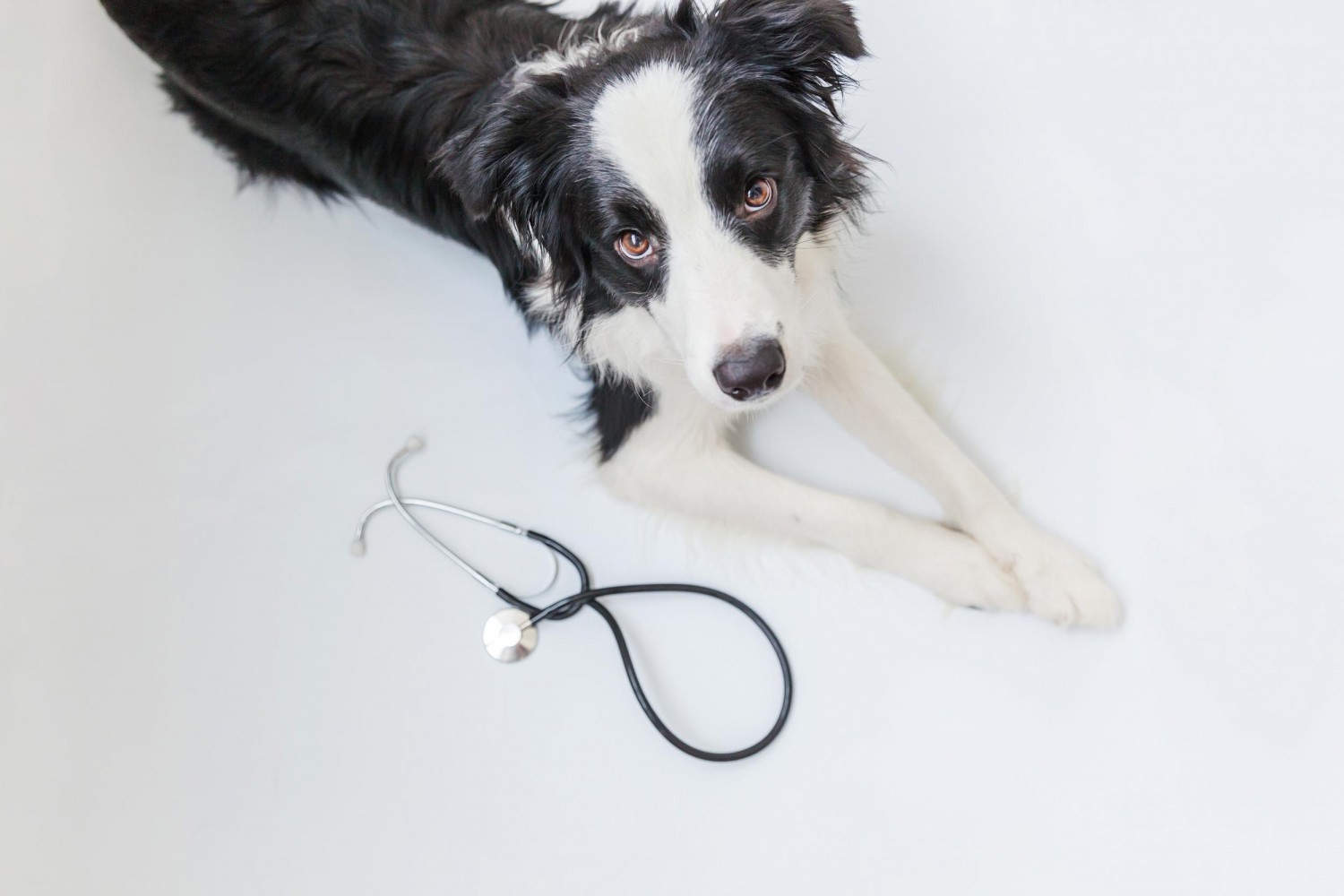 Dog with Stethoscope