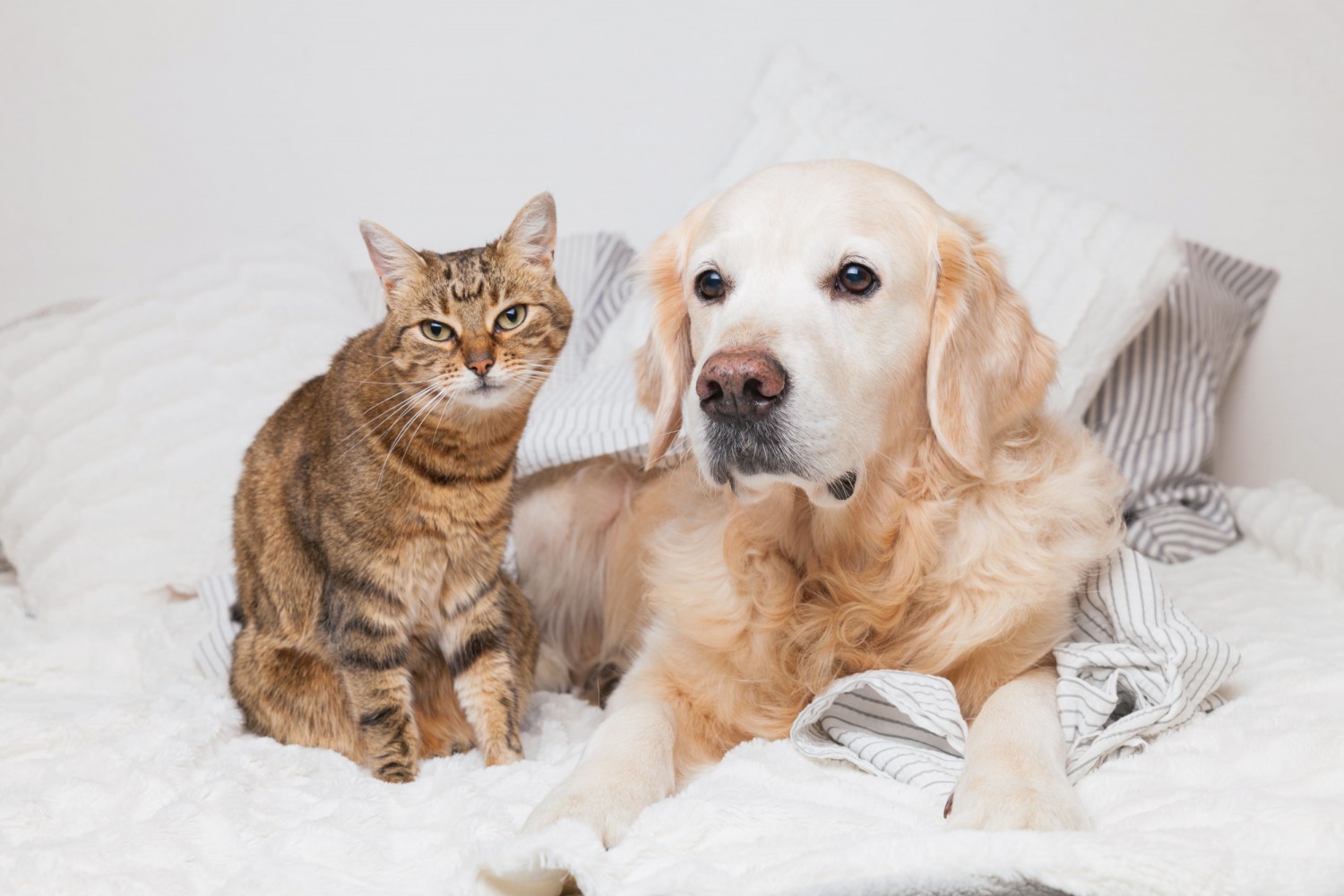 Cat and Dog Snuggled