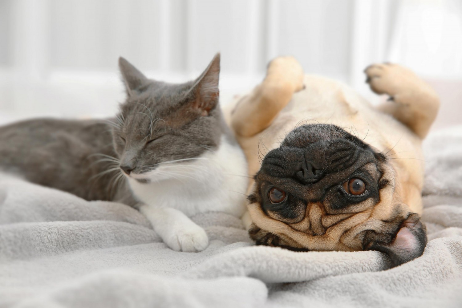 Dog and cat on bed