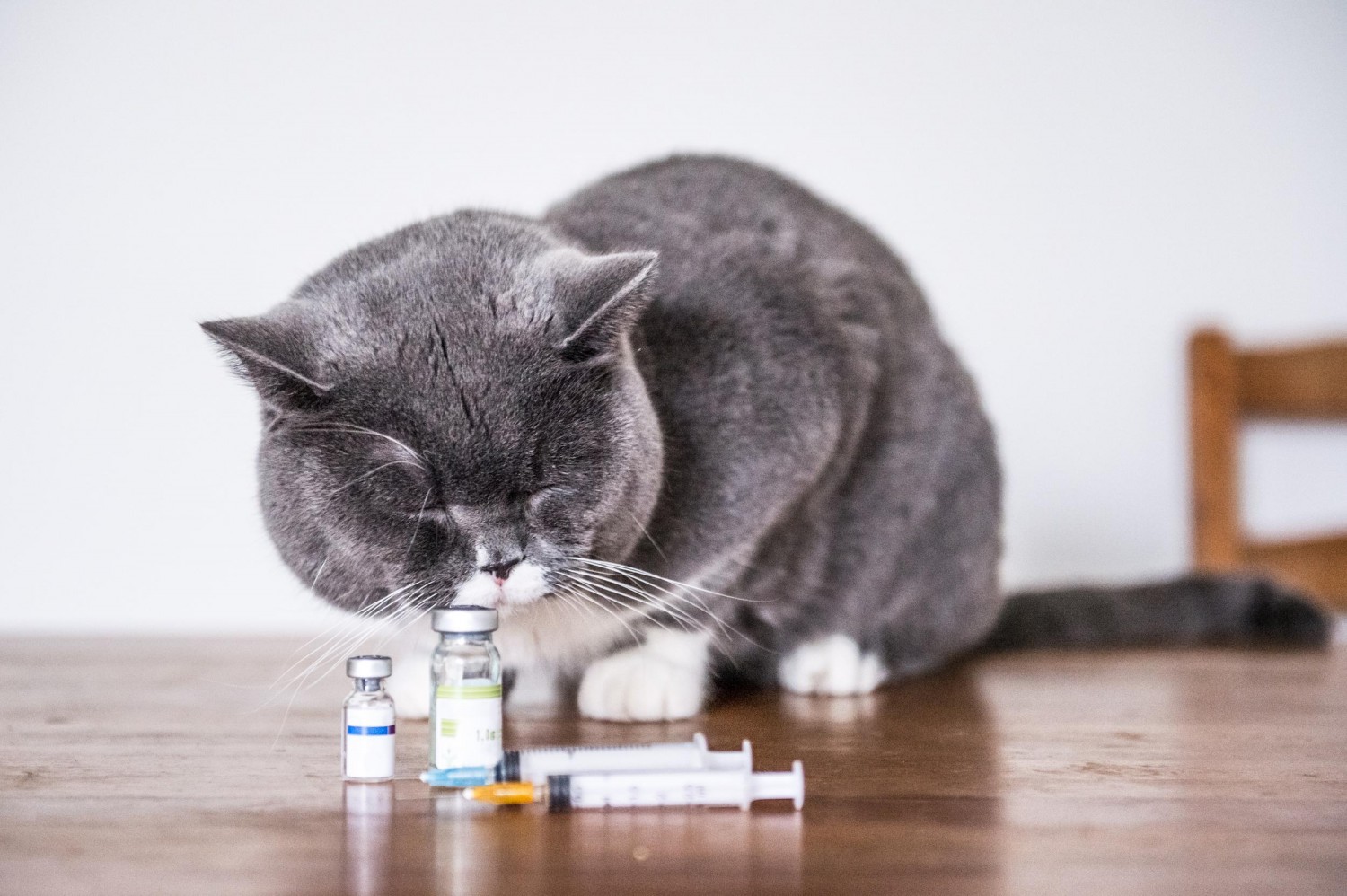 cat with vaccines