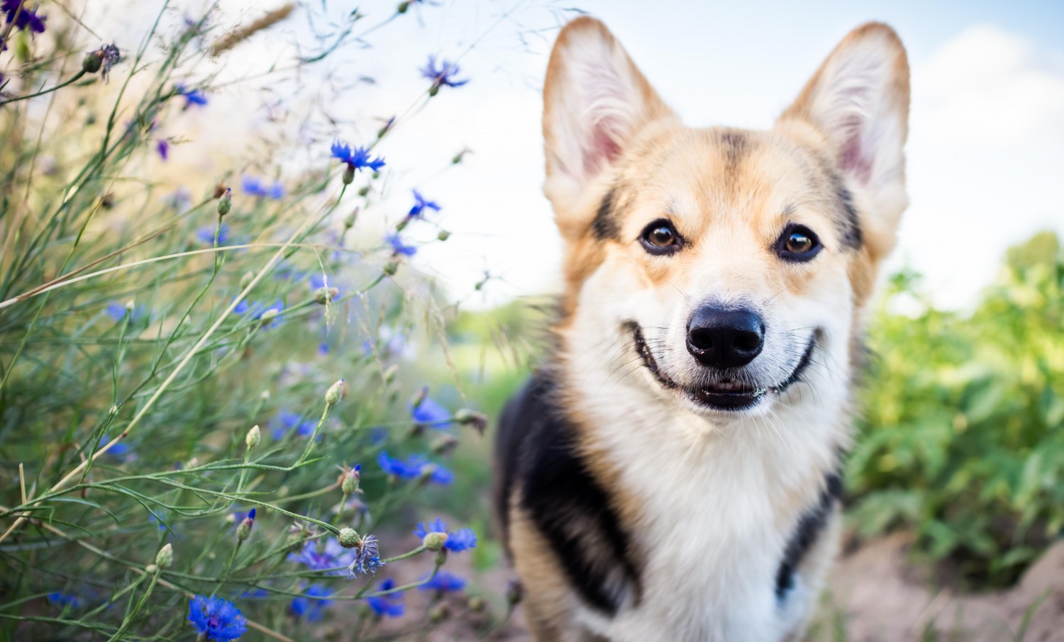 Dog in field