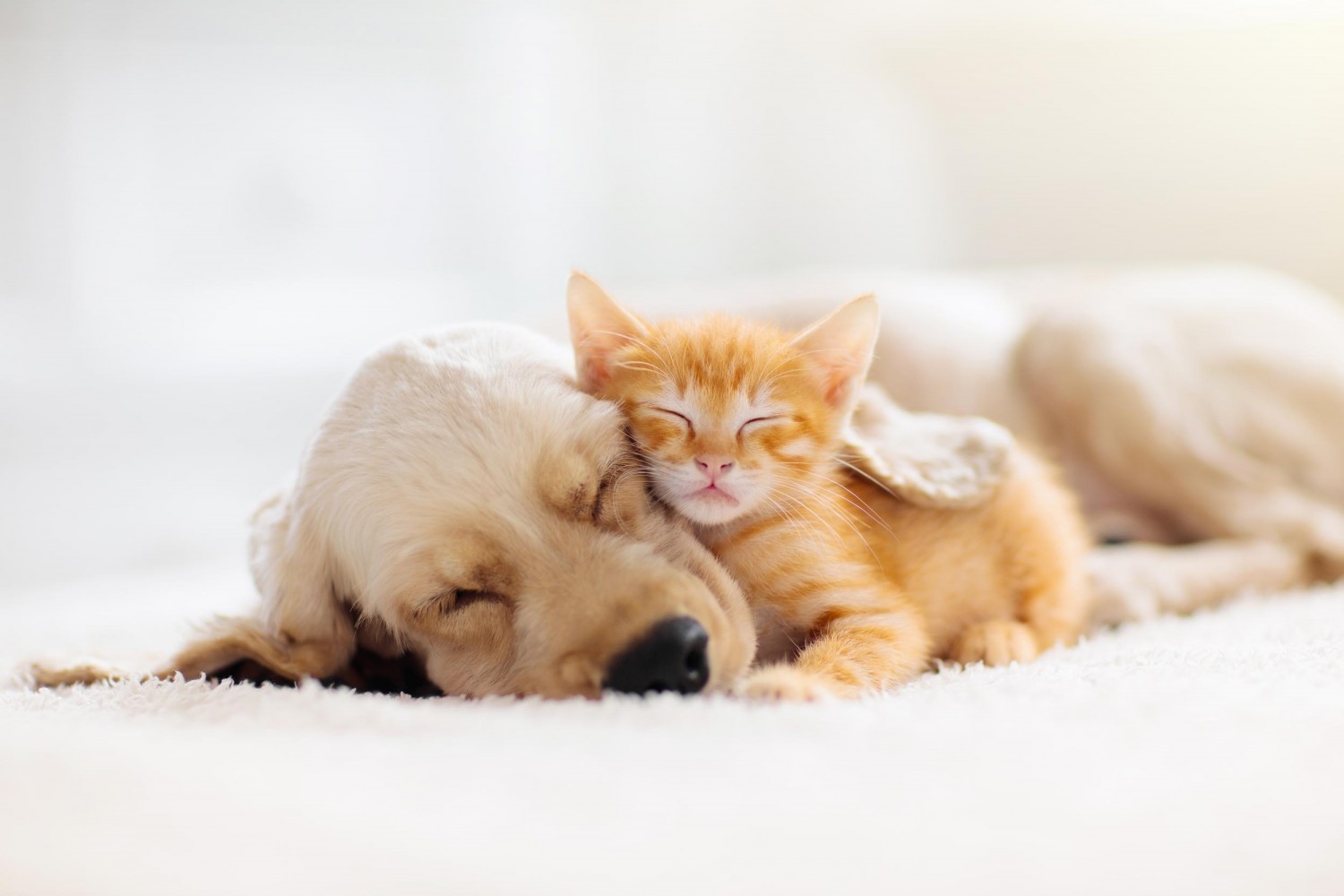 Dog and cat cuddling