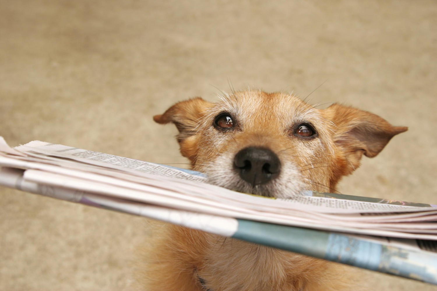 Dog bringing newspaper