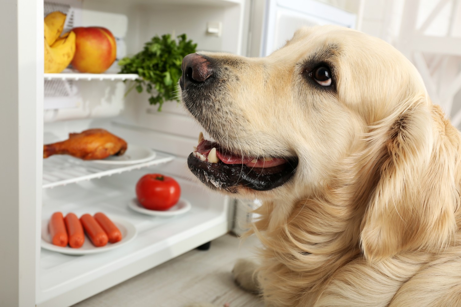 Dog near fridge