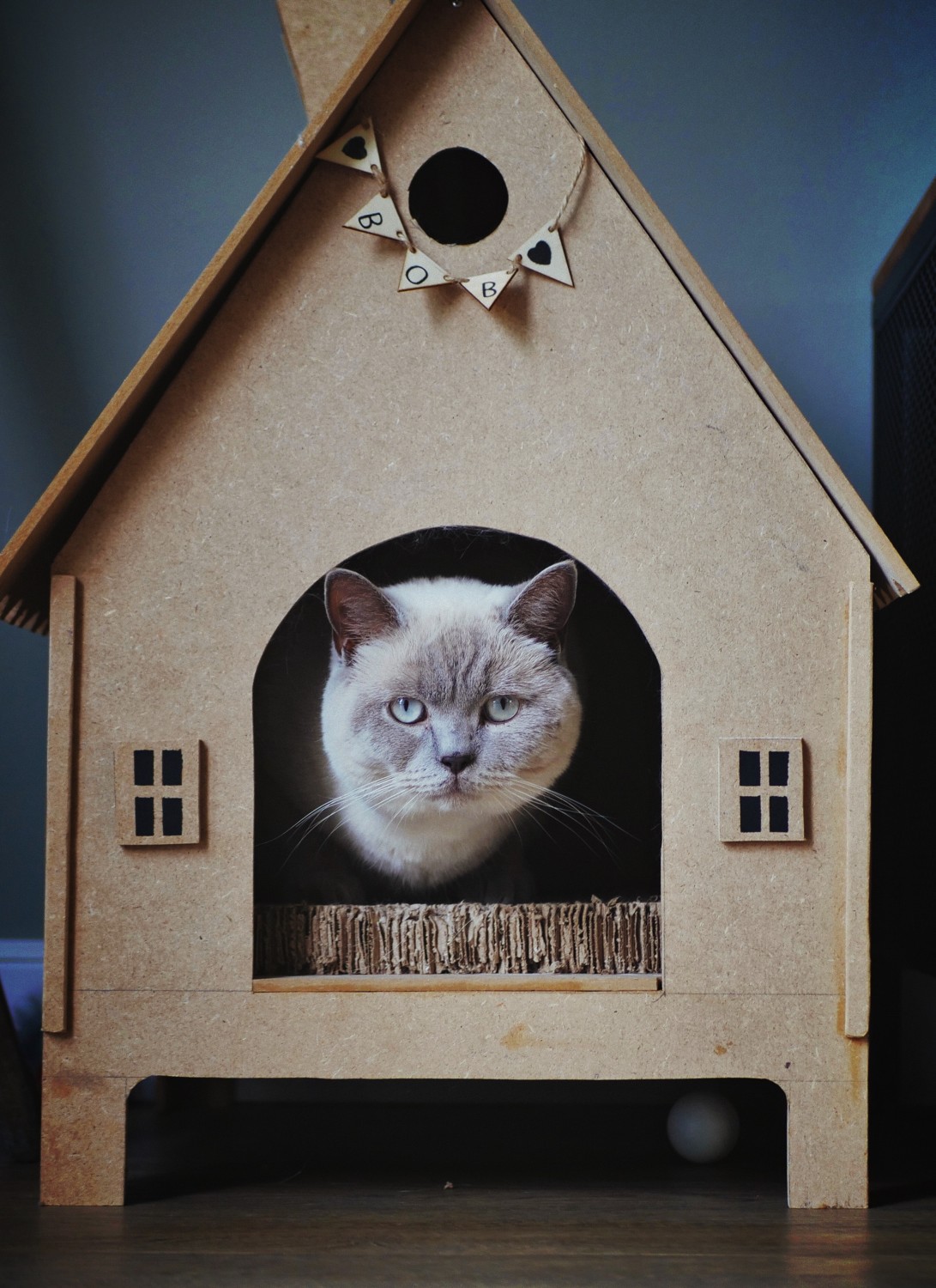 Cat in a Cat House