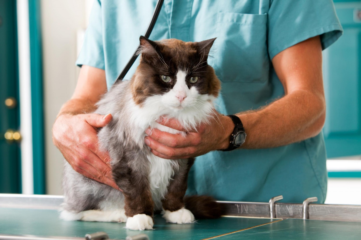 Cat getting exam